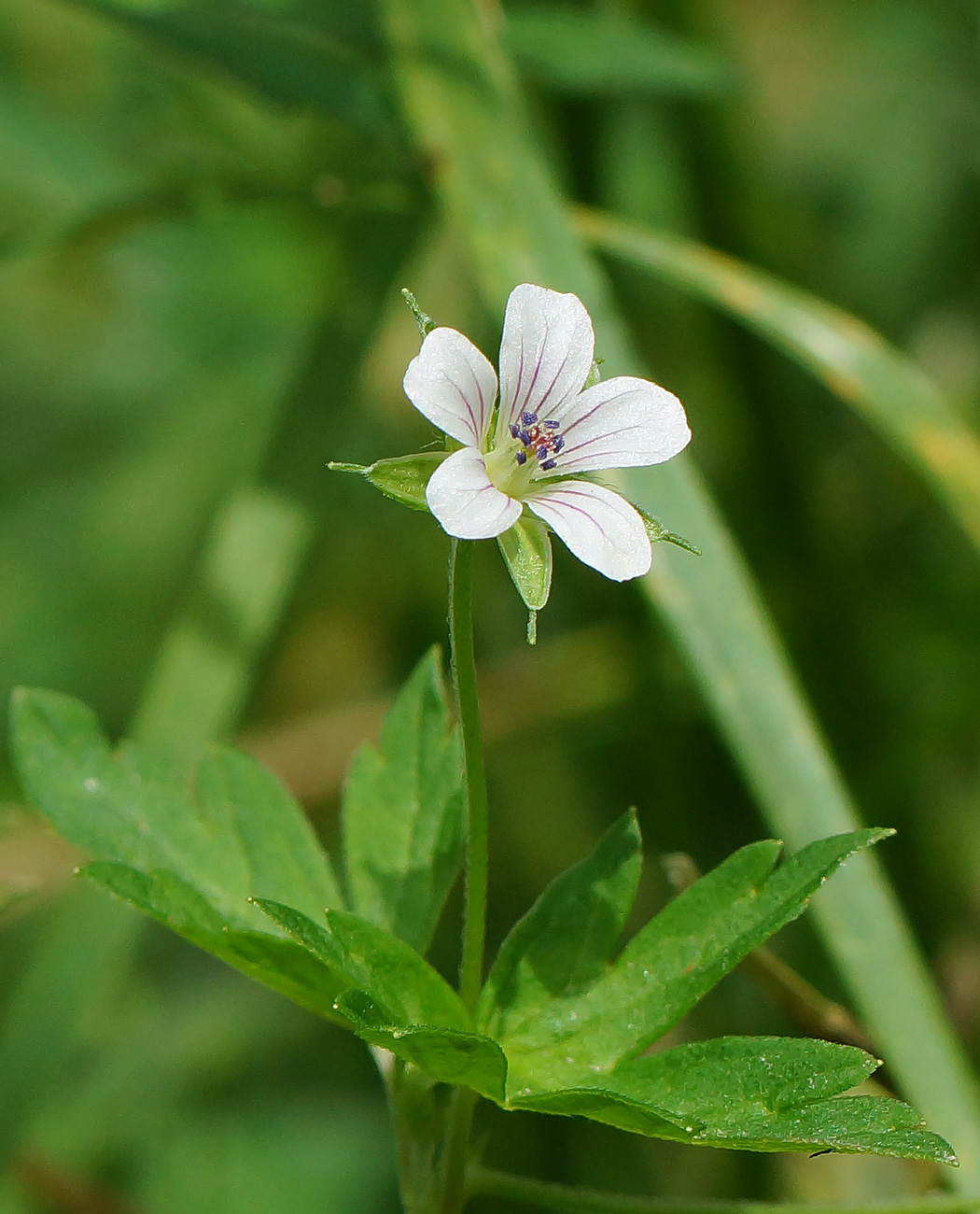 Изображение особи Geranium sibiricum.