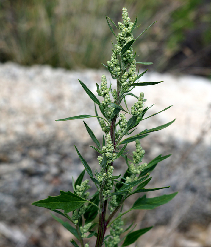 Изображение особи род Chenopodium.