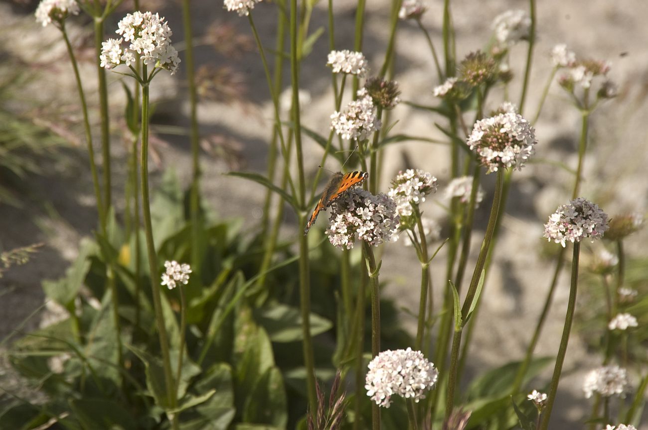 Image of Valeriana alpestris specimen.