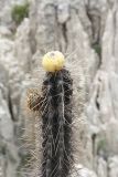 род Corryocactus. Верхушка побега с плодами. Боливия, окр. г. Ла-Пас, Лунная долина, бэдленд. 15 марта 2014 г.