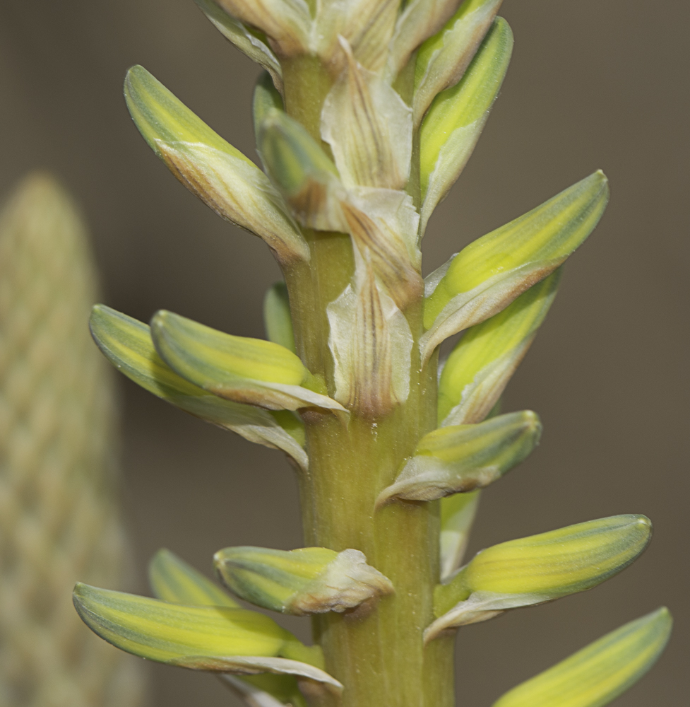 Image of Aloe vera specimen.