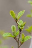 Смотреть изображение Alnus japonica