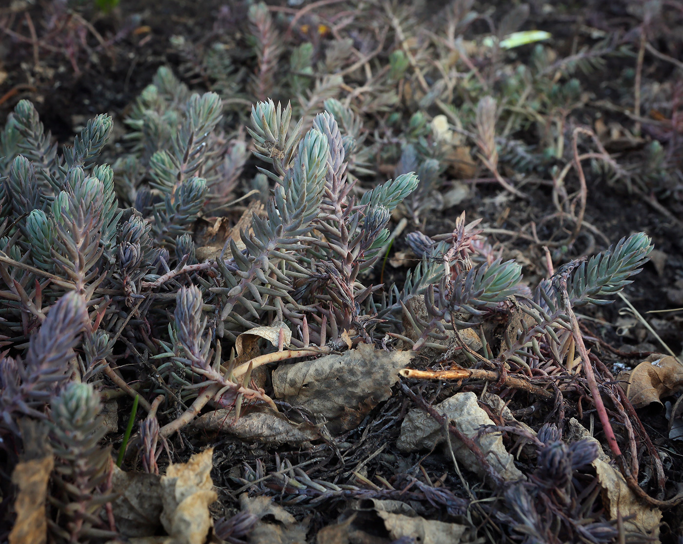 Изображение особи Sedum reflexum.