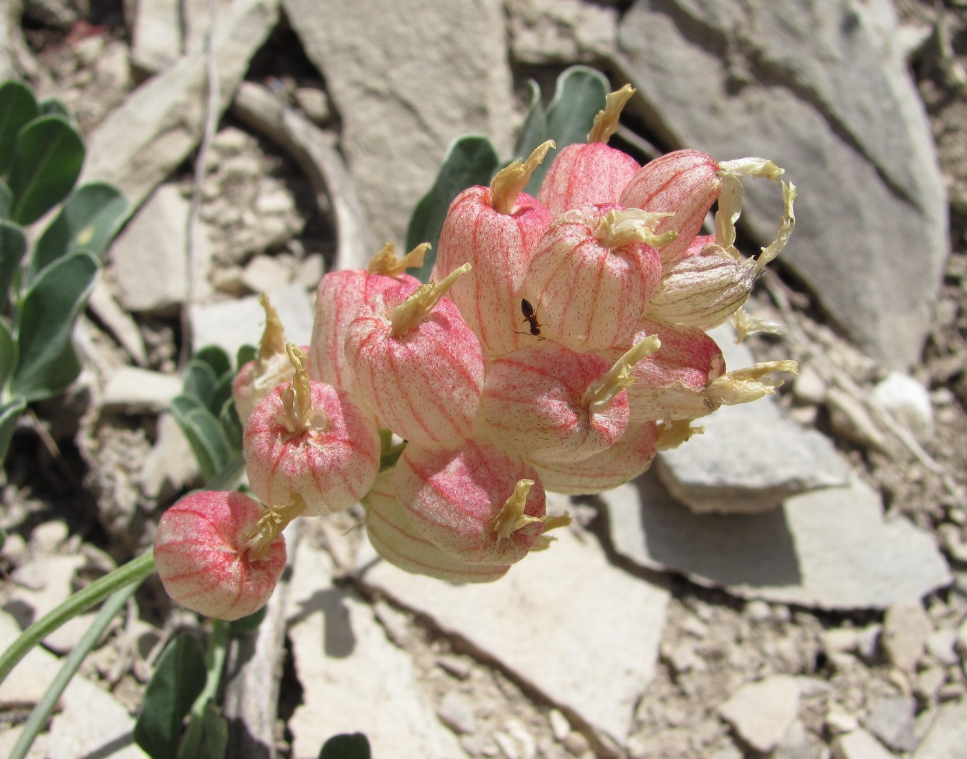 Изображение особи Astragalus calycinus.