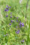 Polemonium caeruleum