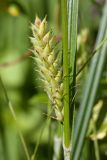 Carex hirta