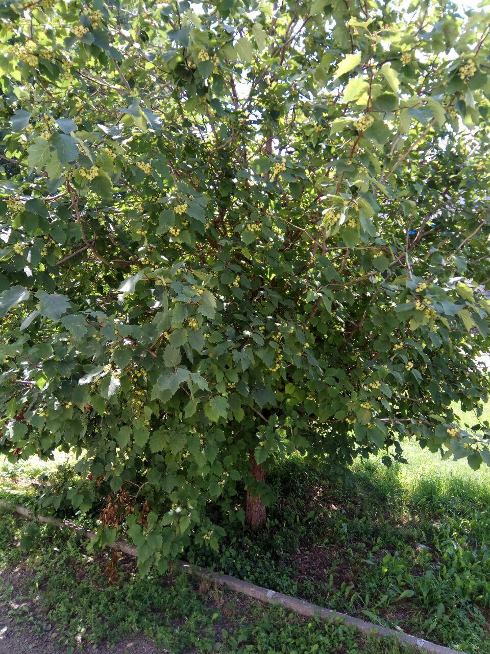 Image of Crataegus submollis specimen.