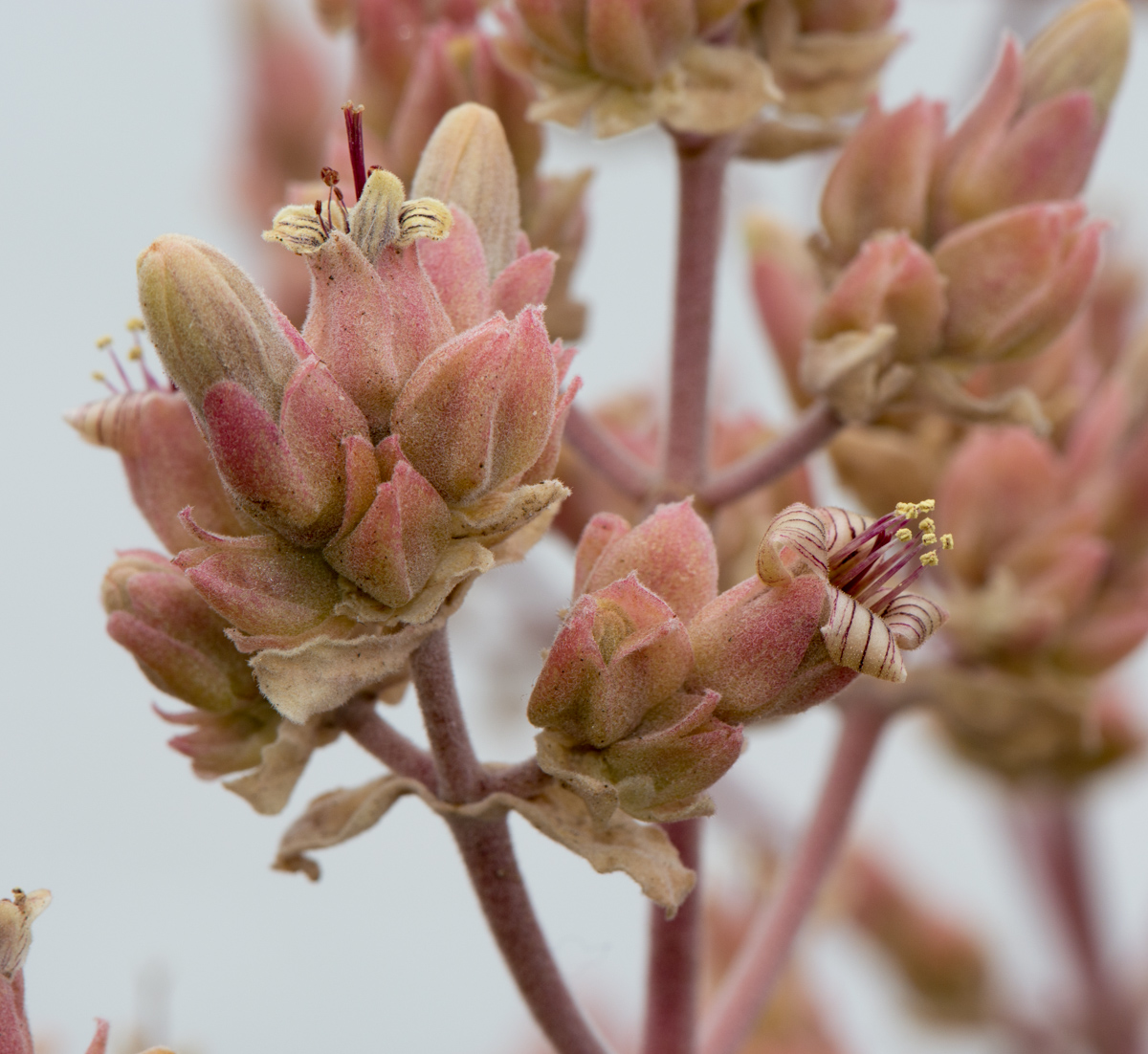 Image of Kalanchoe beharensis specimen.