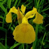 Iris pseudacorus. Цветок. Чувашия, окрестности г. Шумерля, пойма р. Сура, Наватские пески. 3 июня 2008 г.