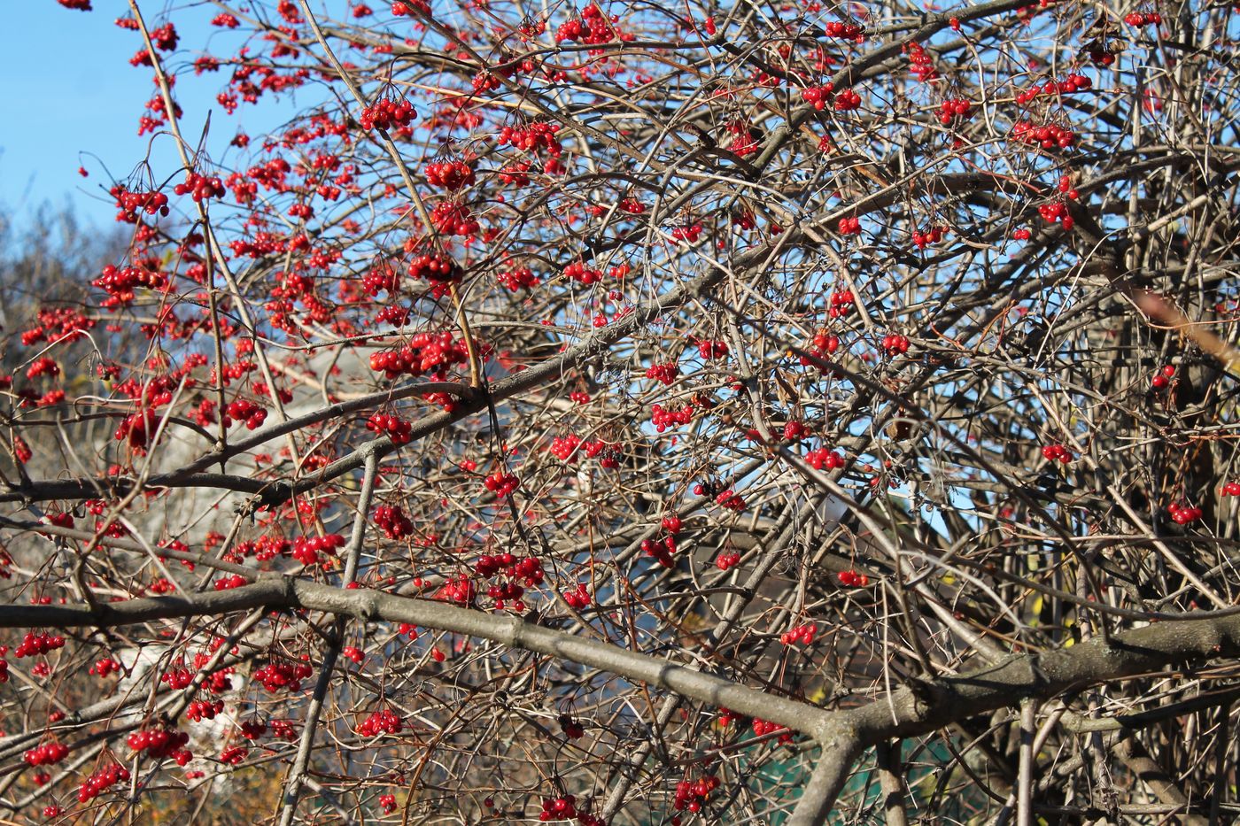 Image of Viburnum opulus specimen.