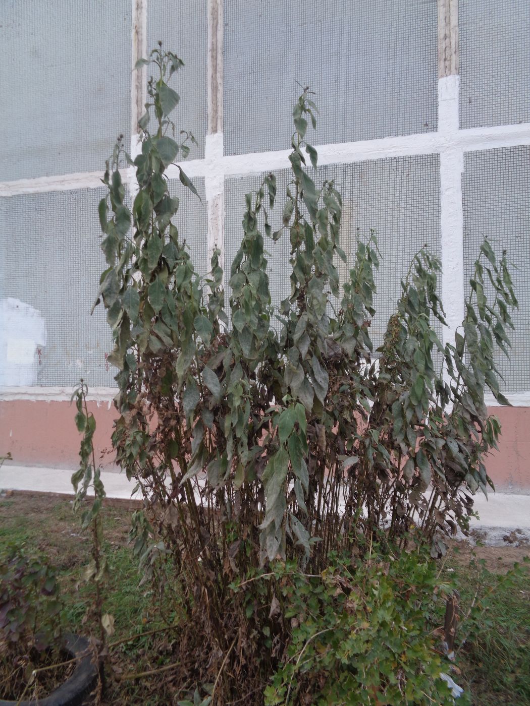 Image of Helianthus tuberosus specimen.