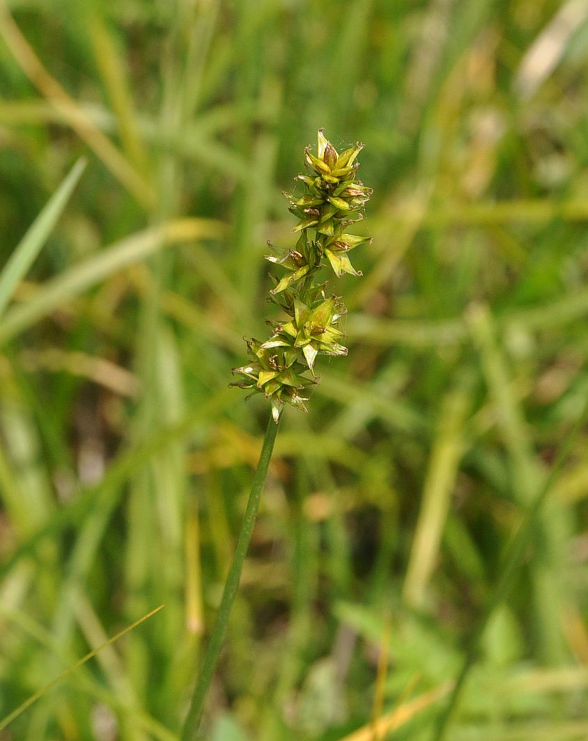 Image of Carex spicata specimen.