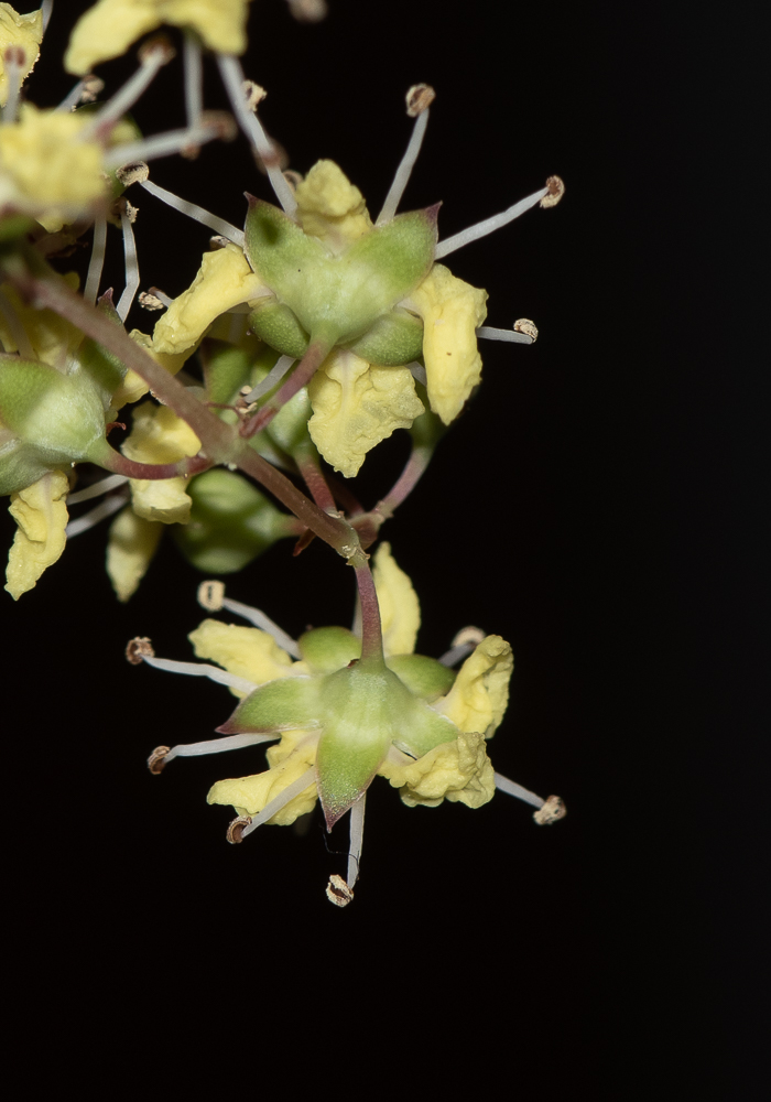 Image of Lawsonia inermis specimen.