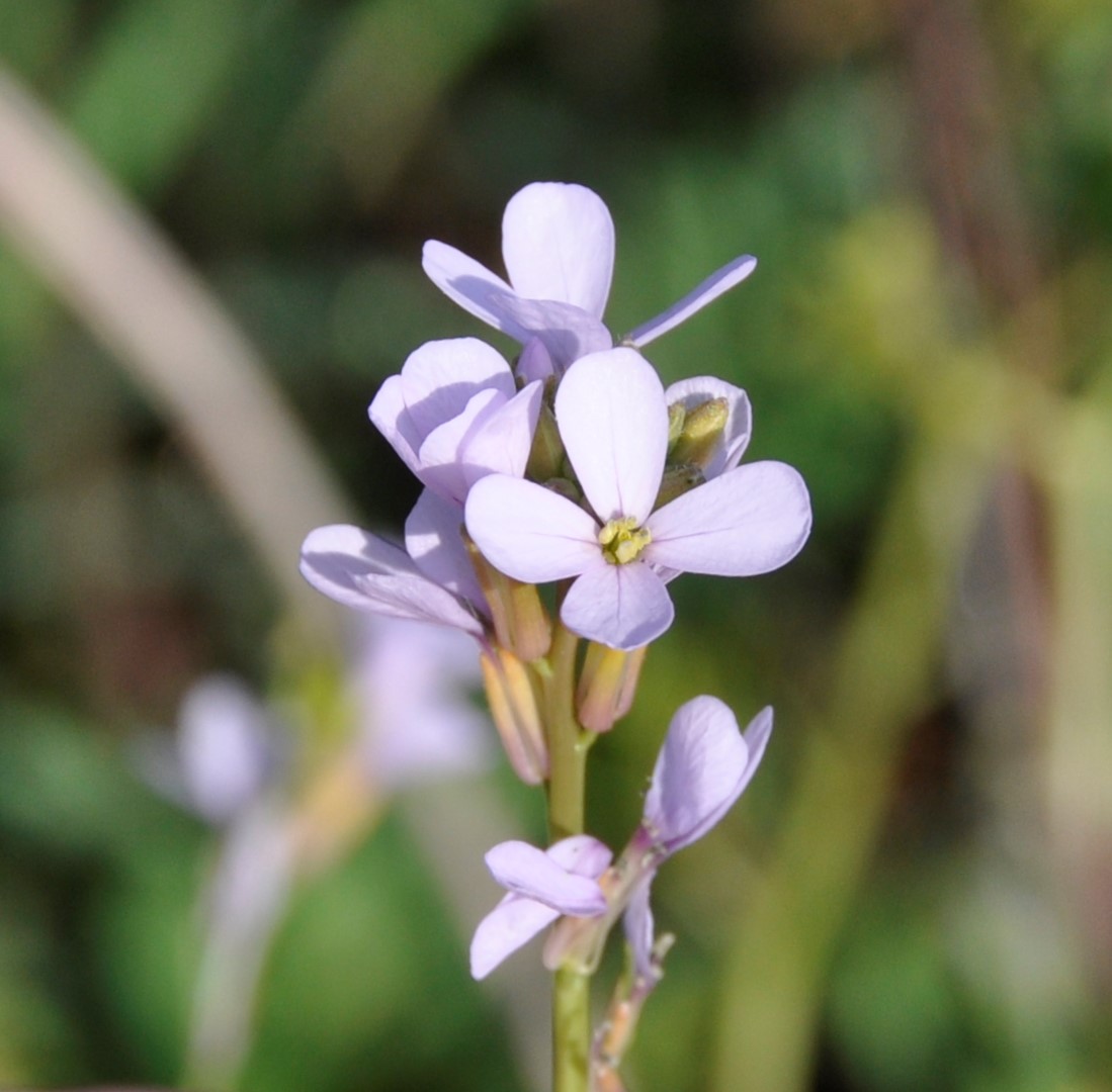 Изображение особи Erucaria hispanica.