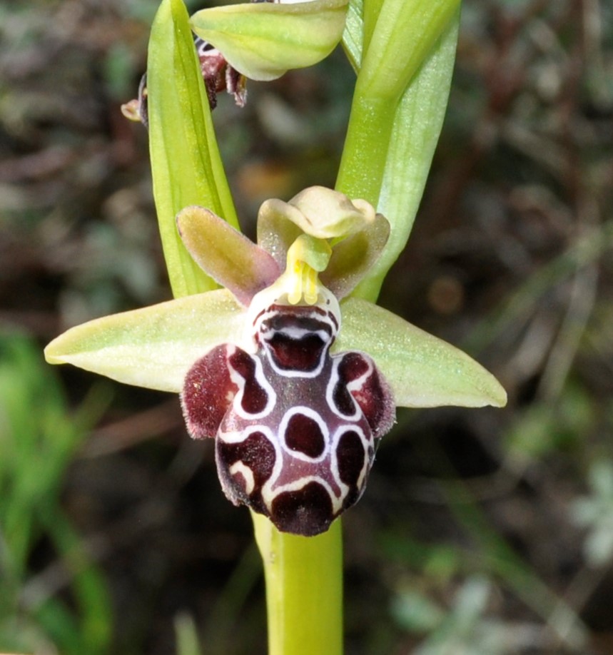 Image of Ophrys kotschyi specimen.