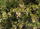 Myrtus разновидность leucocarpa