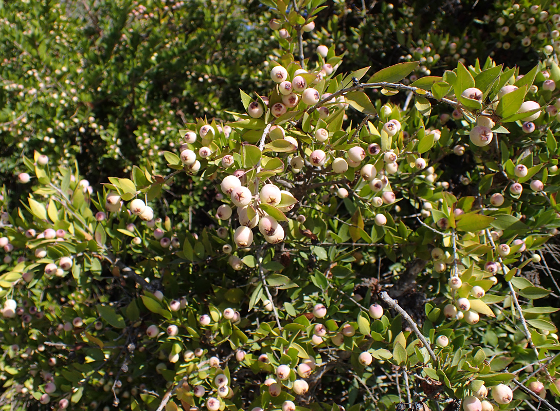 Изображение особи Myrtus communis var. leucocarpa.