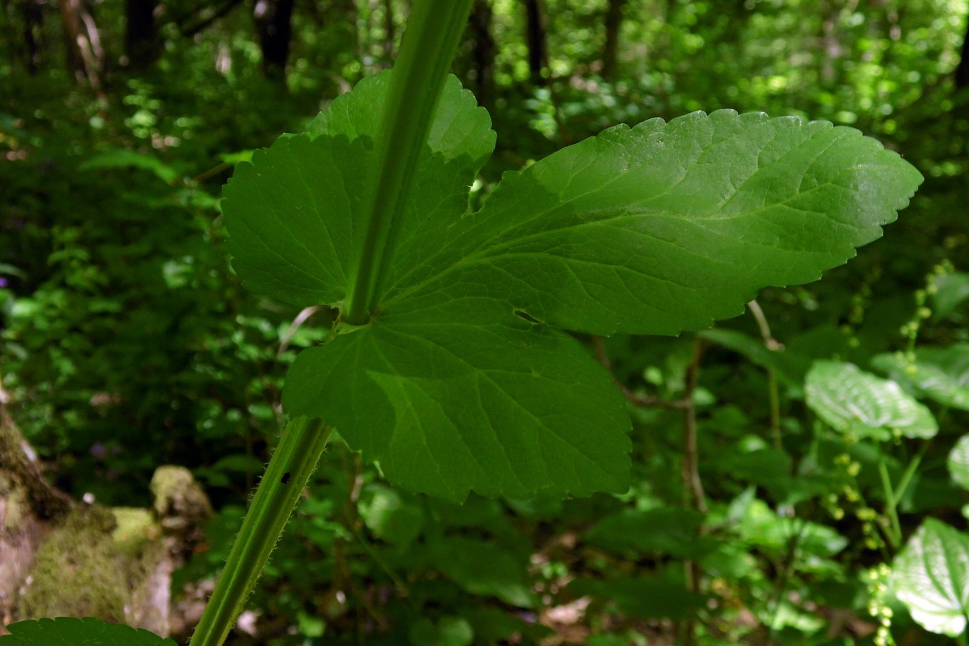 Изображение особи Smyrnium perfoliatum.