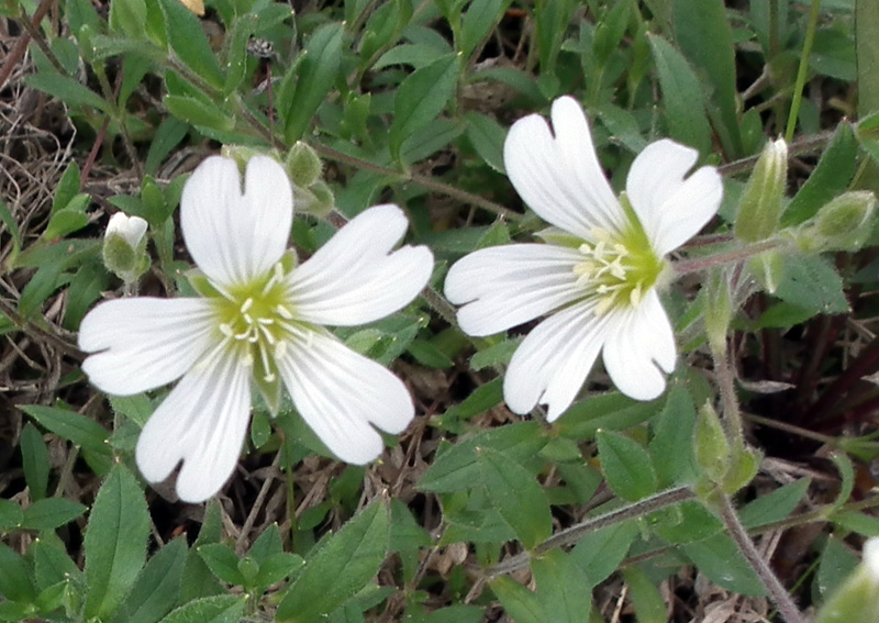 Изображение особи Cerastium alpinum.