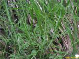 Смотреть изображение род Cardamine