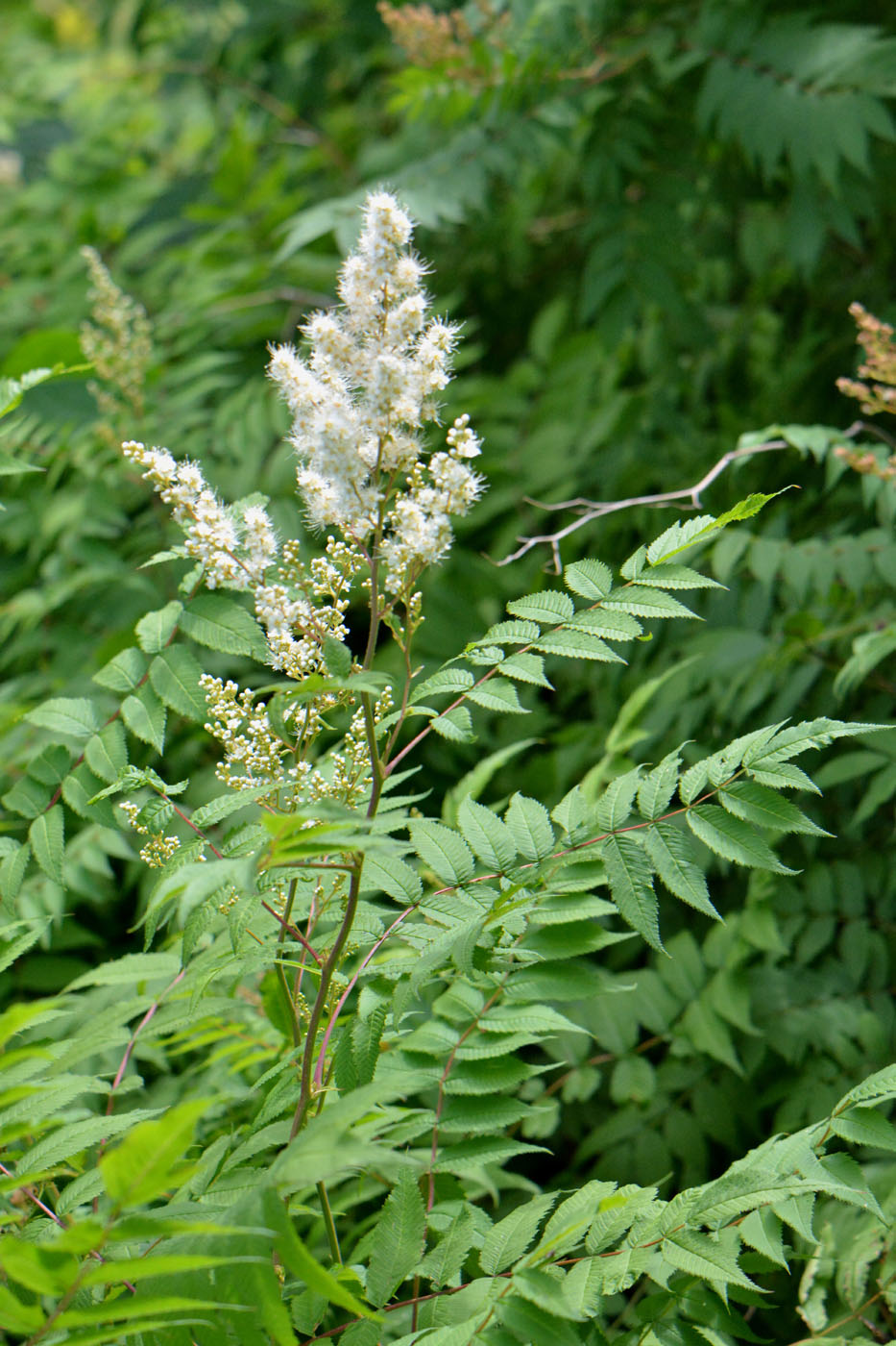 Image of Sorbaria sorbifolia specimen.