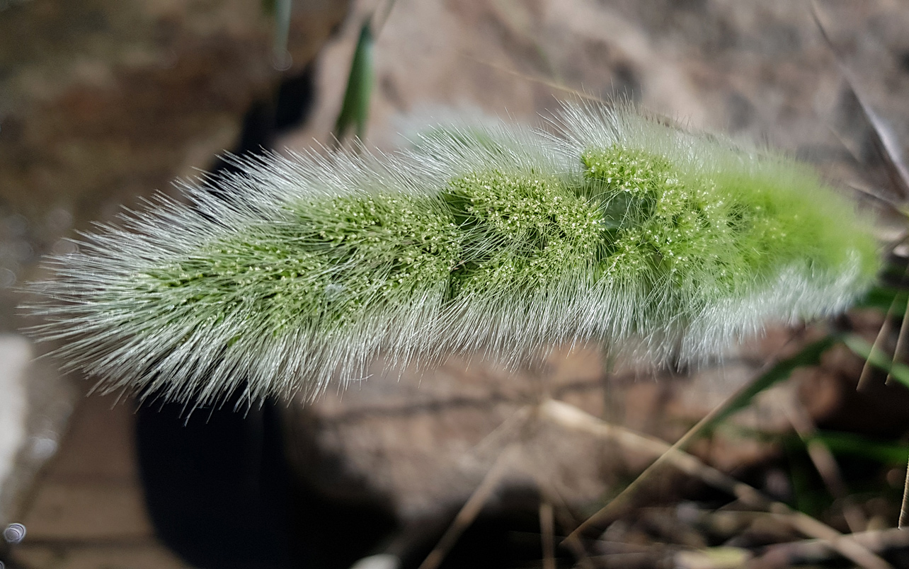 Image of Polypogon monspeliensis specimen.