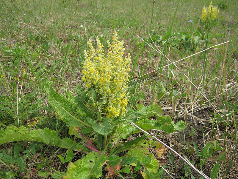 Image of Verbascum lychnitis specimen.