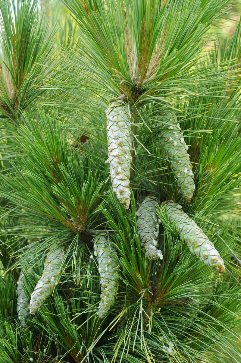 Изображение особи Pinus wallichiana.