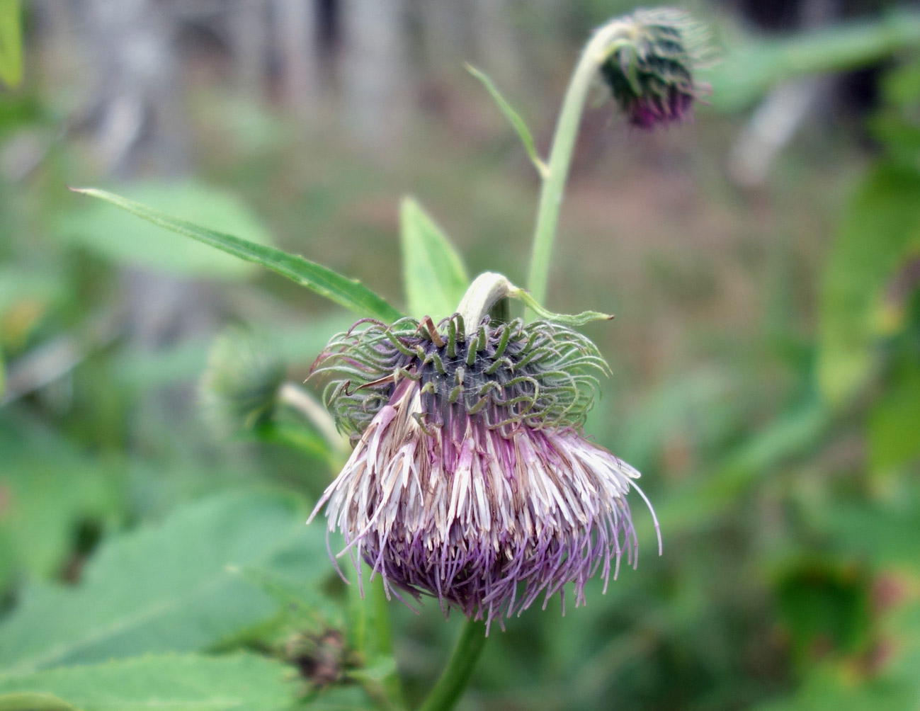 Image of Cirsium kamtschaticum specimen.