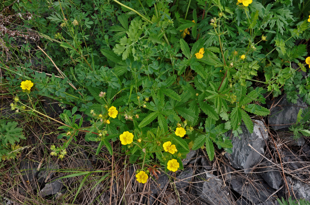 Image of Potentilla chrysantha specimen.