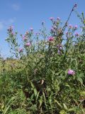 Centaurea jacea