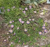 Felicia australis