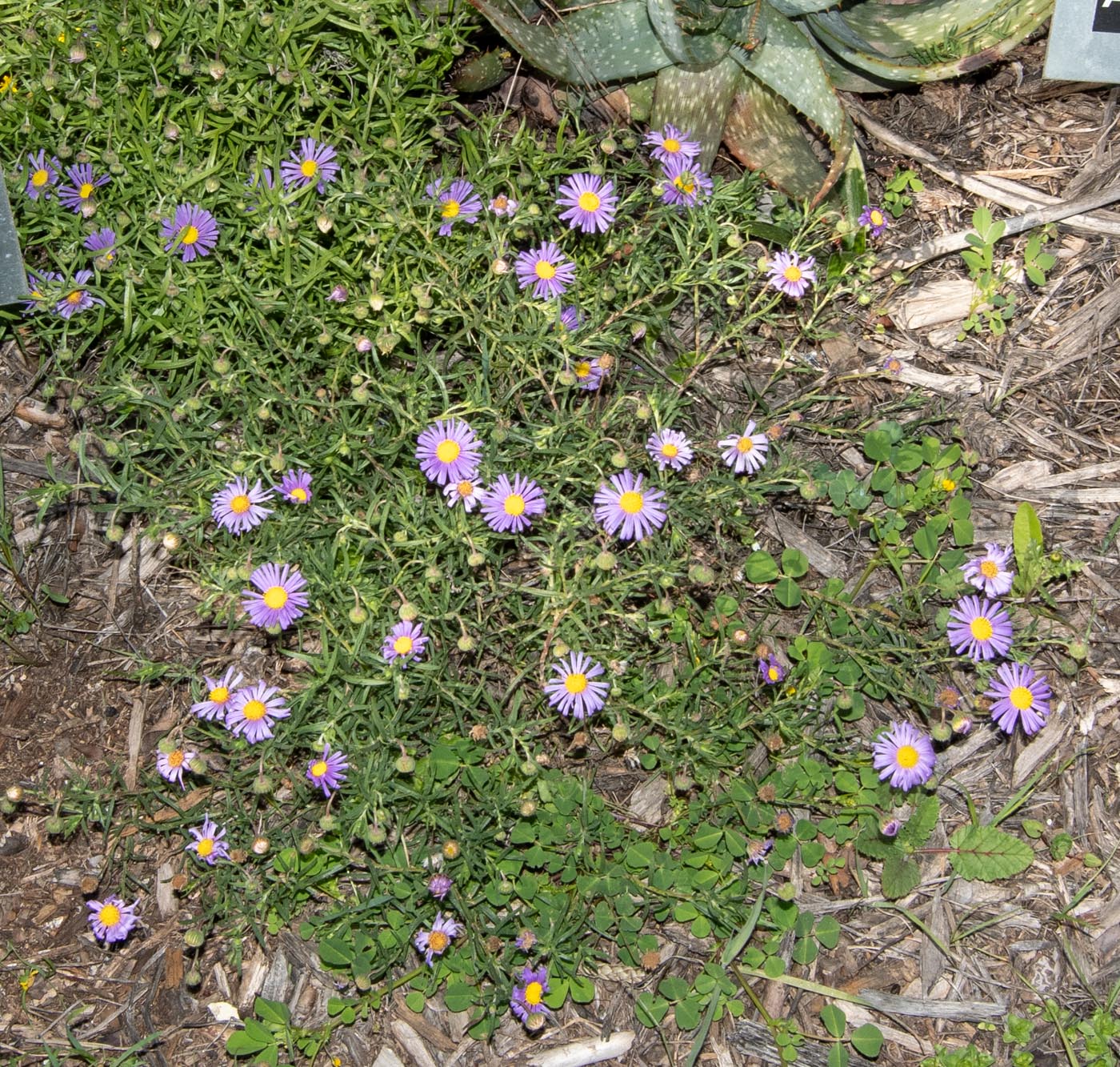 Image of Felicia australis specimen.