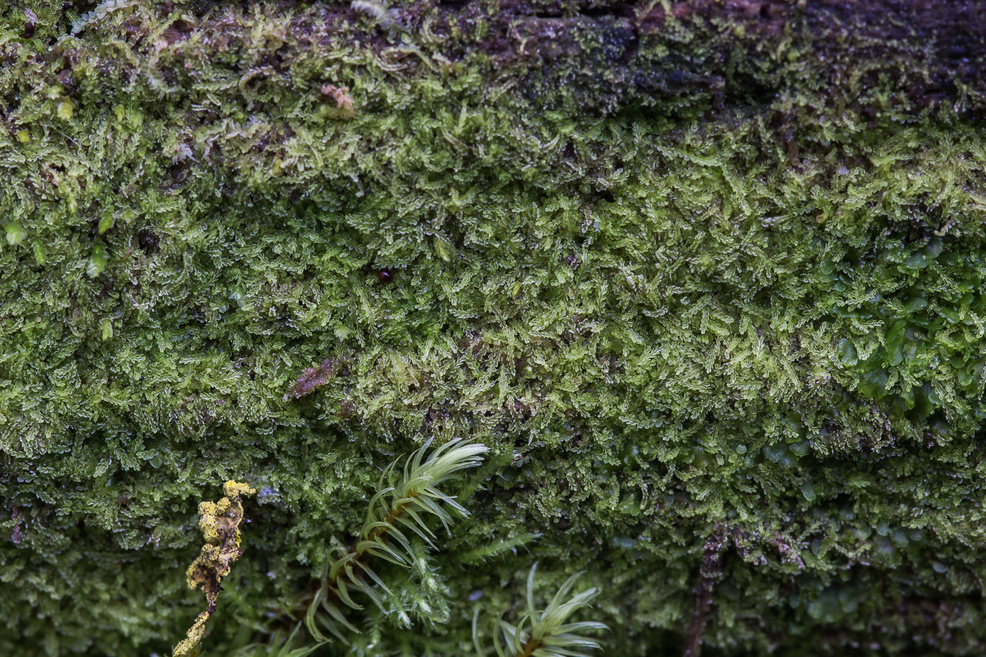 Image of Cephalozia lunulifolia specimen.