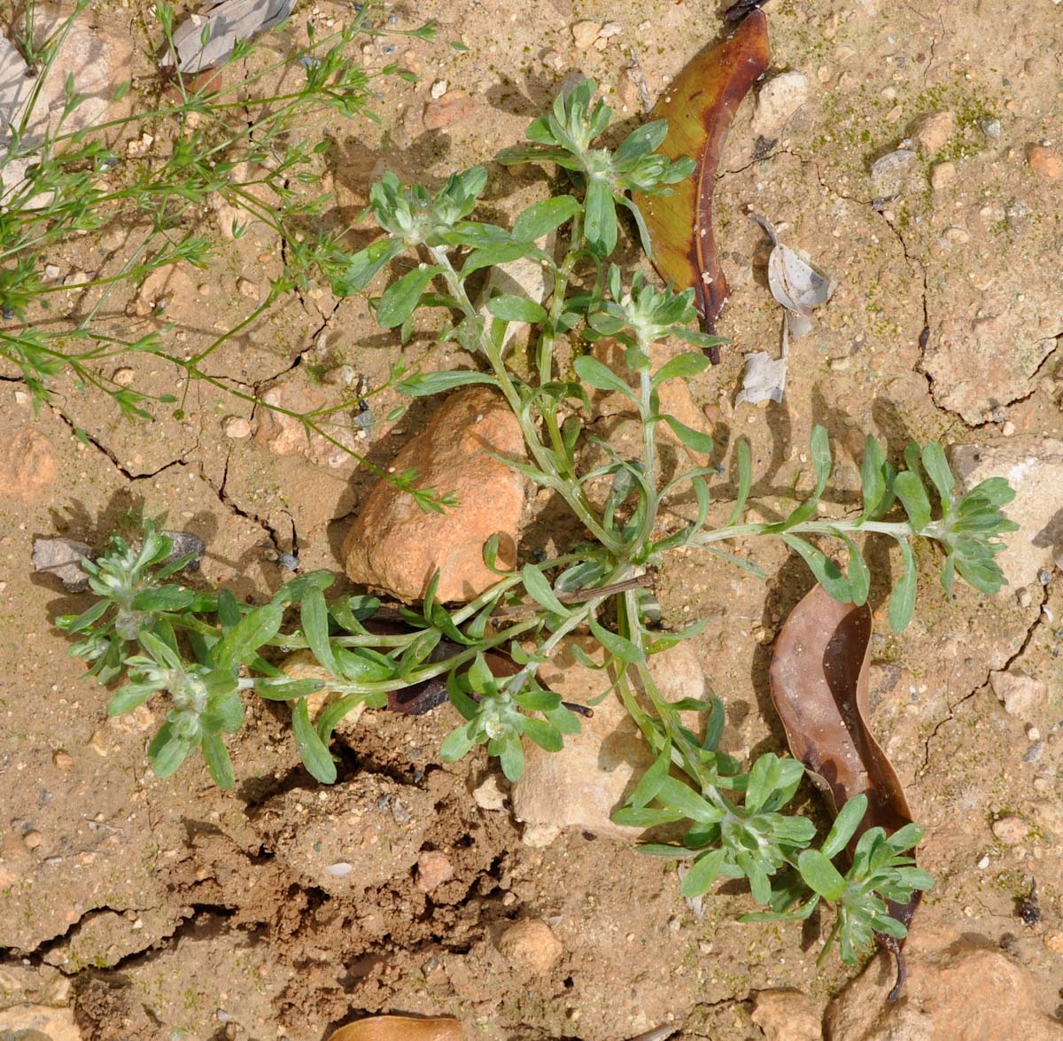 Image of genus Filago specimen.