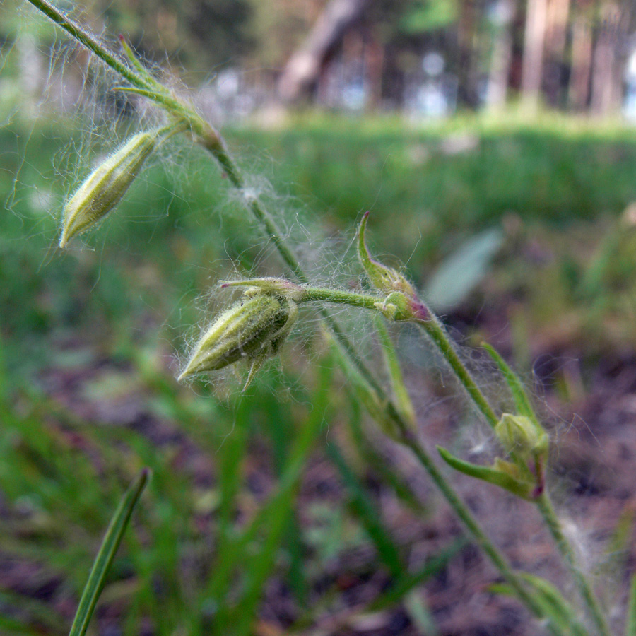 Image of Silene nutans specimen.