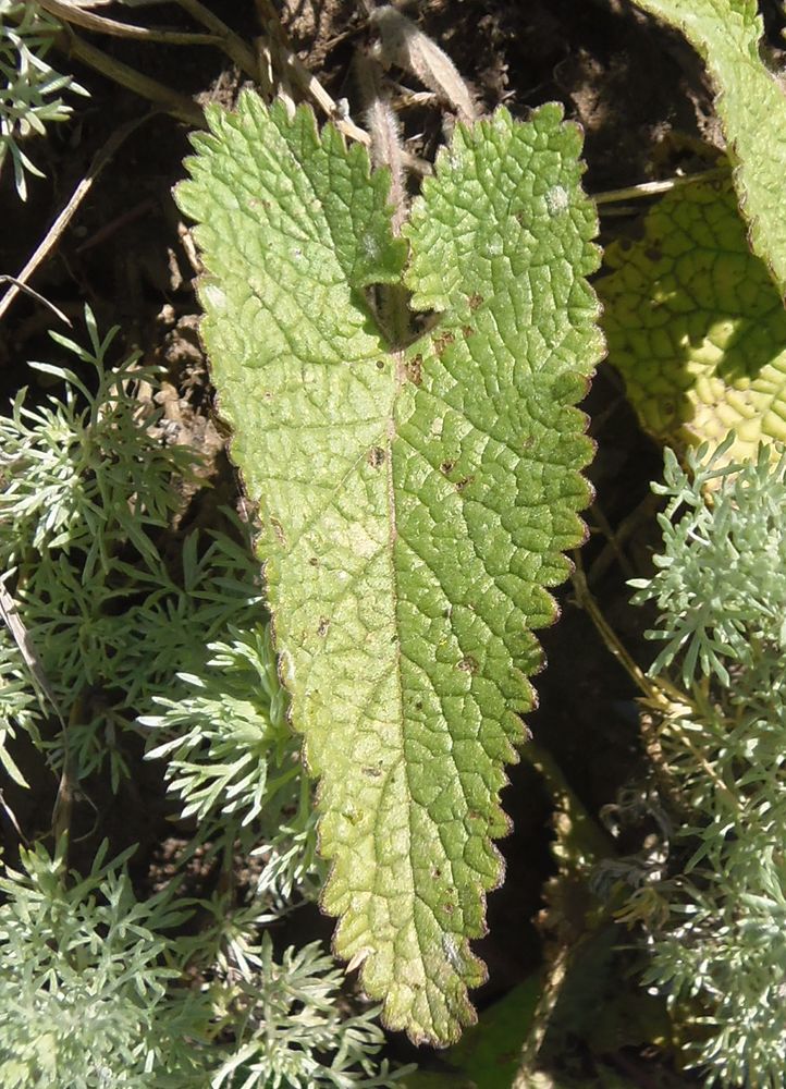 Изображение особи Phlomoides hybrida.