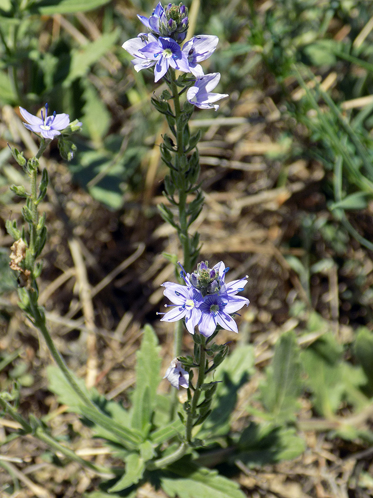 Изображение особи Veronica dentata.