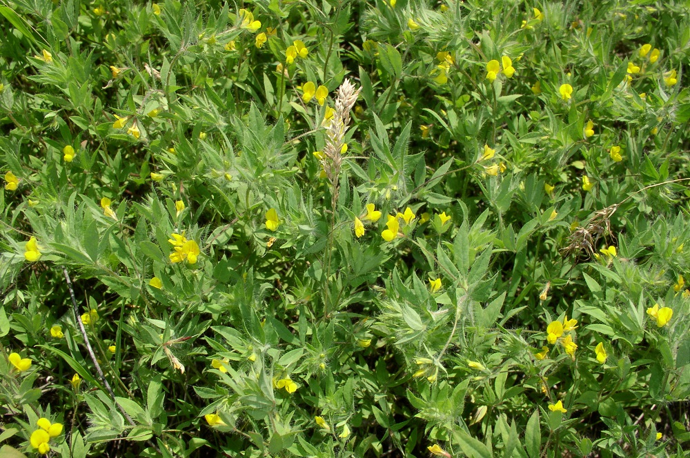 Image of Lotus praetermissus specimen.