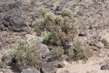 Arthraerua leubnitziae. Плодоносящие растения. Намибия, регион Erongo, ок. 10 км к востоку от г. Свакопмунд, пустыня Намиб, национальный парк \"Dorob\", подножие склона юго - восточной экспозиции, 320 м н. у. м. 03.03.2020.