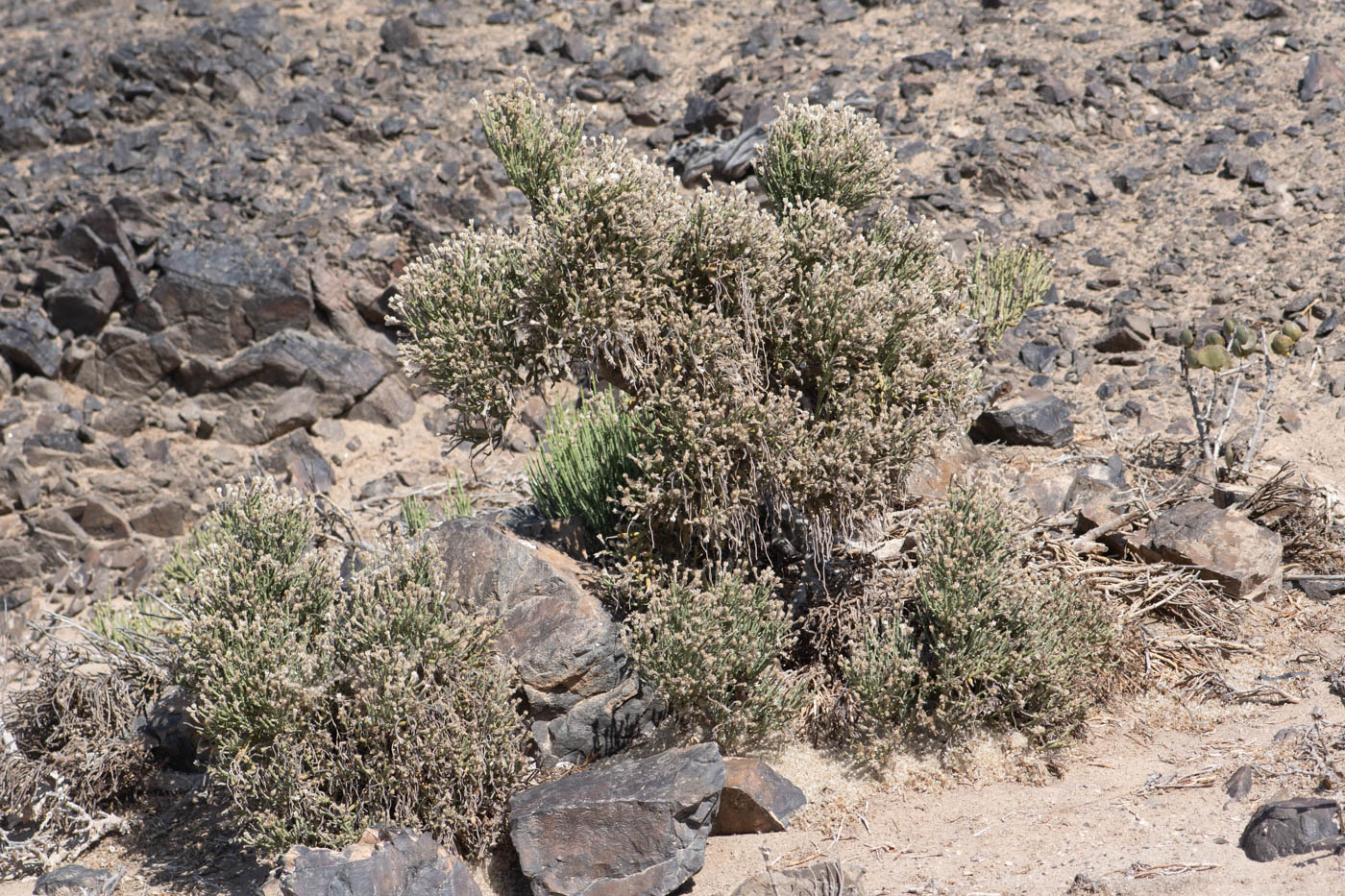 Image of Arthraerua leubnitziae specimen.