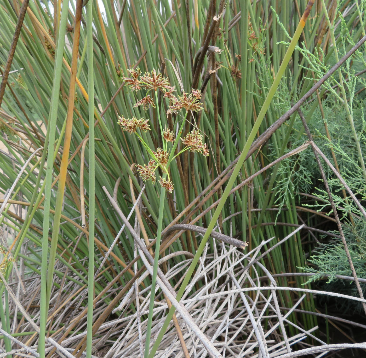 Image of Cyperus marginatus specimen.