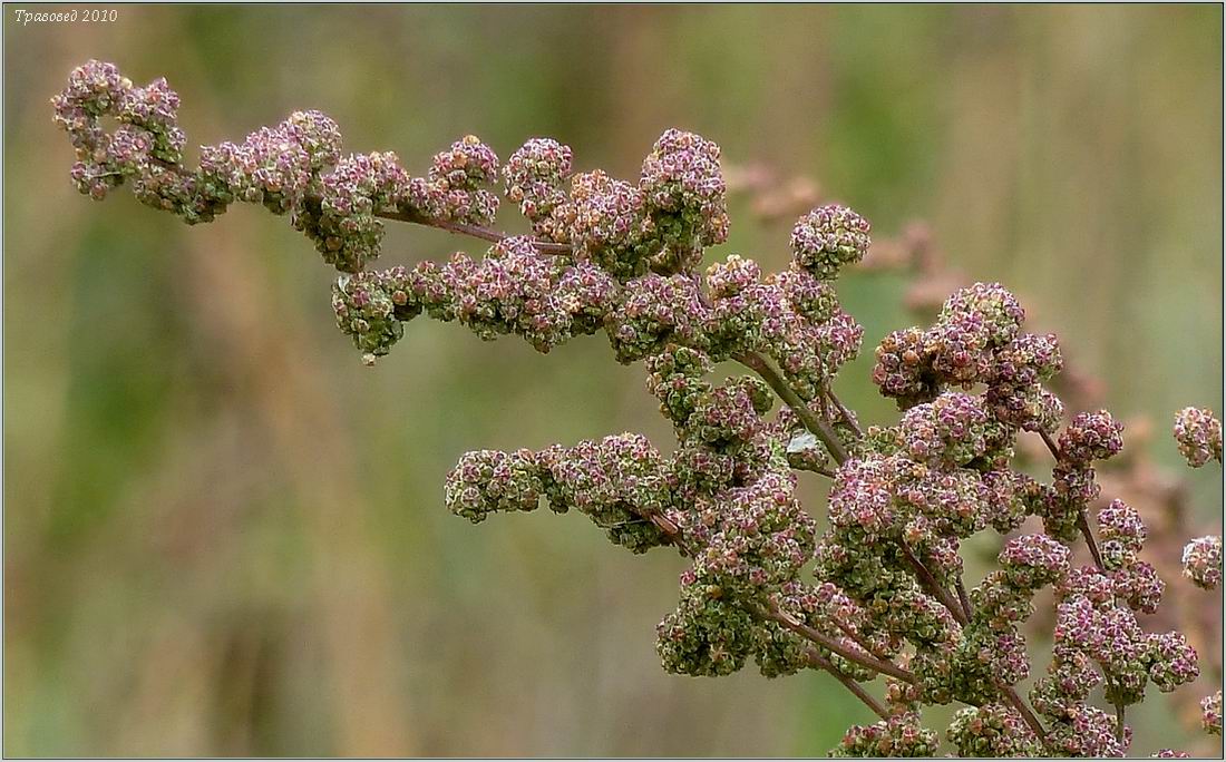 Image of Chenopodium album specimen.