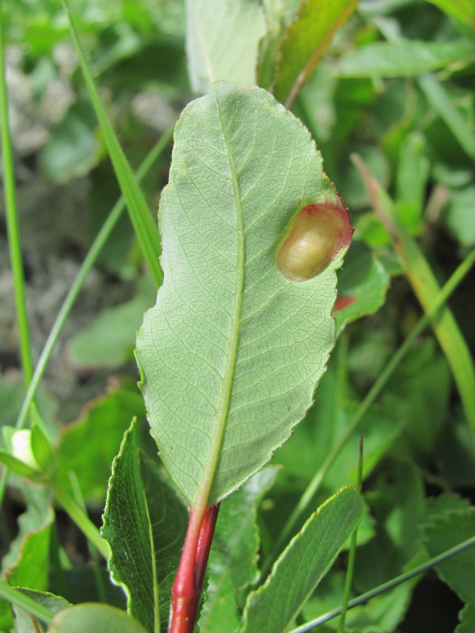 Image of Salix kazbekensis specimen.