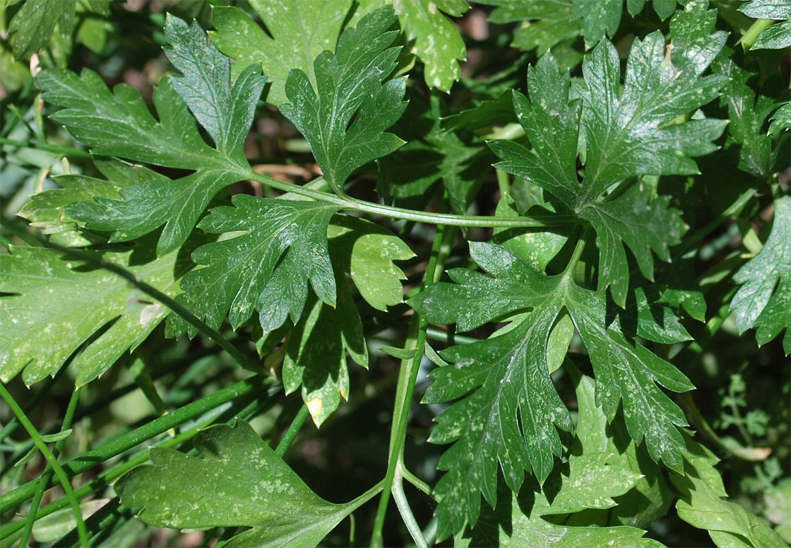 Image of Apium graveolens specimen.