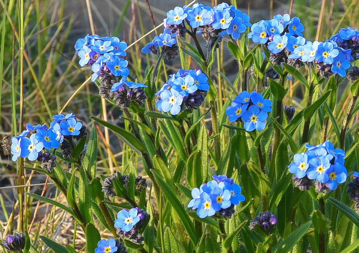 Image of Myosotis asiatica specimen.