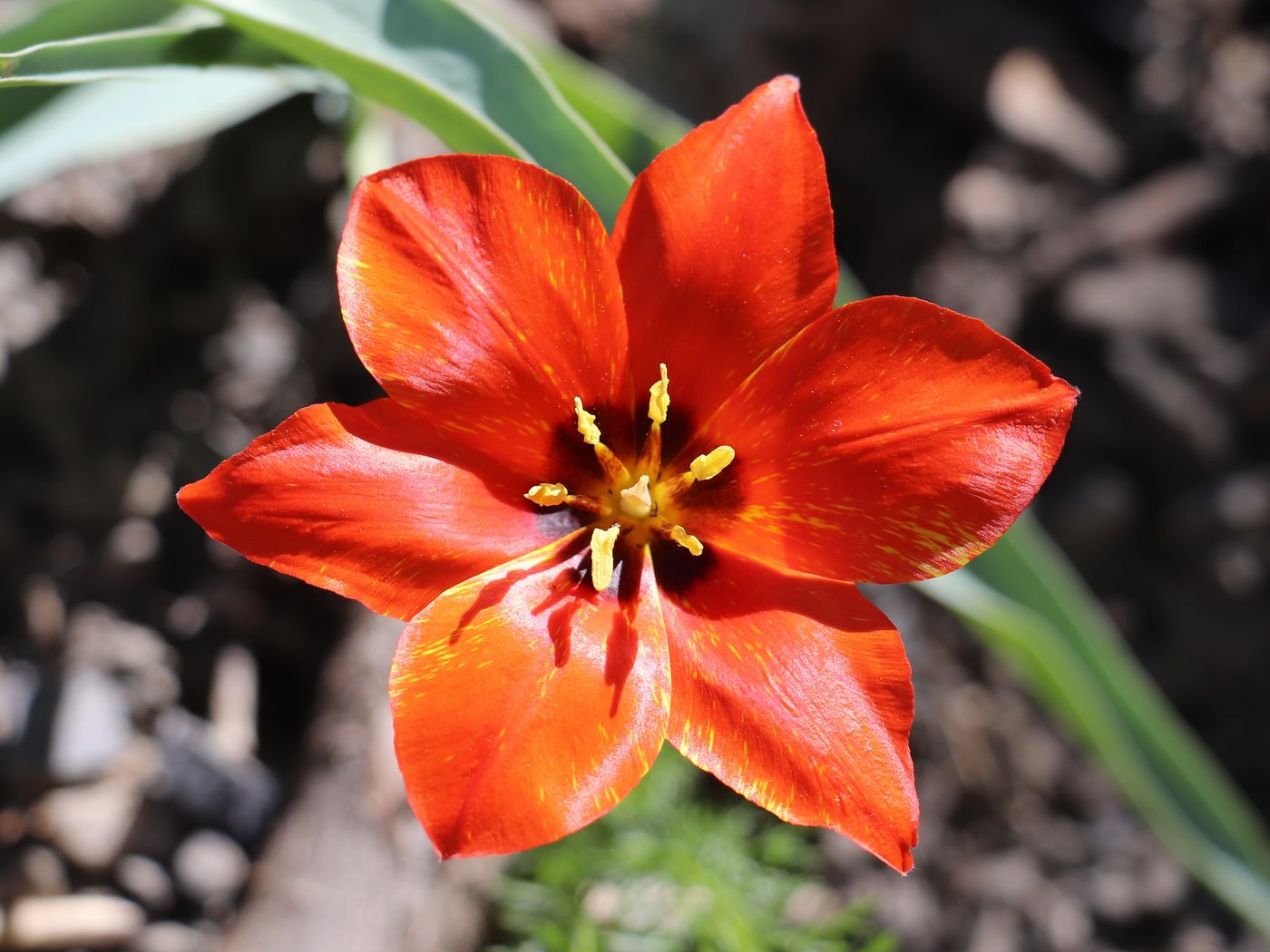 Image of Tulipa butkovii specimen.