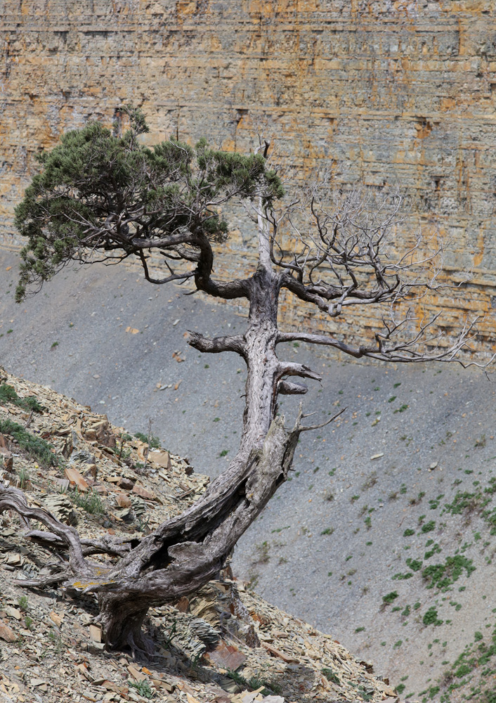 Изображение особи Juniperus excelsa.