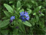 Myosotis sylvatica