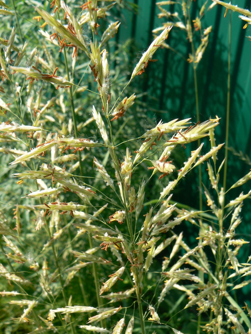 Image of Bromopsis inermis specimen.